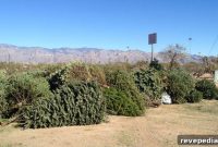How to Recycle Your Christmas Tree: Simple Steps for Disposal