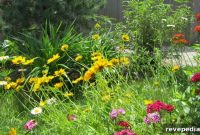 Convert Your Lawn to Drought-Tolerant Native Plants: A Step-by-Step Guide