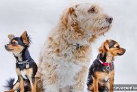 How Pets Are Shaping Home Renovations Nationwide