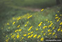 Prepare Your Home for Allergy Season: Proven Steps to Reduce Symptoms