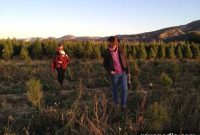 Choosing the Right Christmas Tree Farm: Tips for a Great Pick