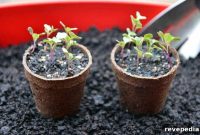Fall Gardening Guide: Prep Your Garden for Winter Success