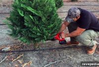 Cut and Harvest Your Own Christmas Tree: A Step-by-Step Guide