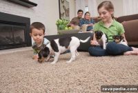 Eco-Friendly Mohawk Flooring Safe for Pets and Home