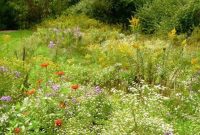 Create a Lush Backyard Meadow in 5 Simple Steps