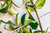 Build a Durable Wire Trellis: Step-by-Step Guide for Climbing Plants