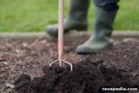 10 Unexpected Benefits Mulch Brings to Your Garden