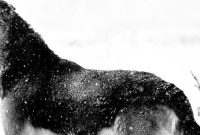 How to Keep Pets Safe in Winter Weather