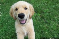 Find a Reputable Puppy Online: A New Pet Owner’s Guide