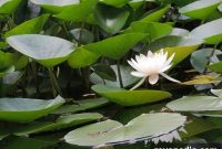 Solar Pond Filter Pumps: What to Know Before Switching to Solar