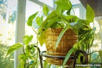 Biophilic Home Touchpoints That Make Living Spaces Feel Better