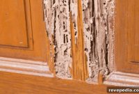 How to File a Claim for Improper Termite Treatment