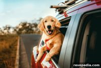 Long-Distance Travel: How to Keep Your Pet Comfortable