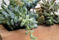 DIY Wood Block Succulent Planters: Stylish Indoor Projects