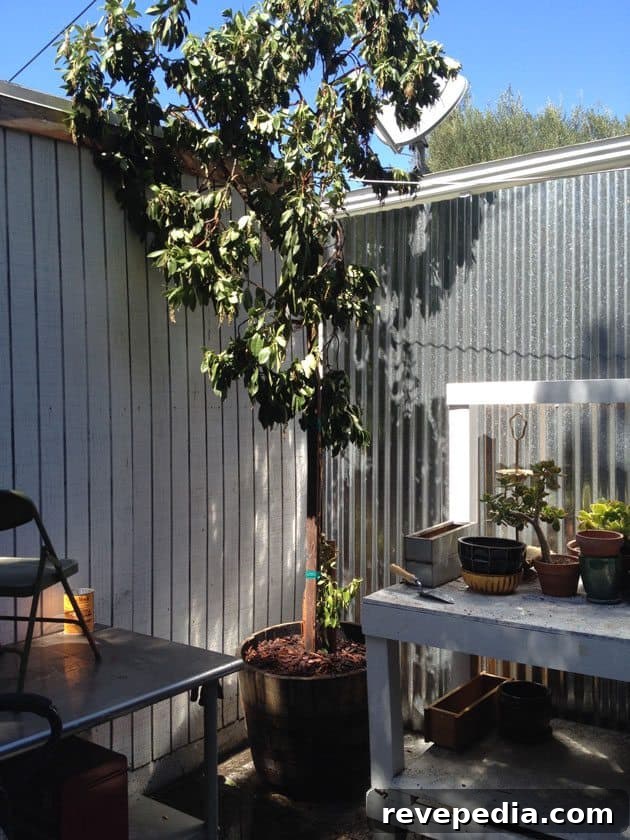 Prep a Whiskey Barrel for Planting: Step-by-Step Guide 7 whiskey-barrel-planter-tree