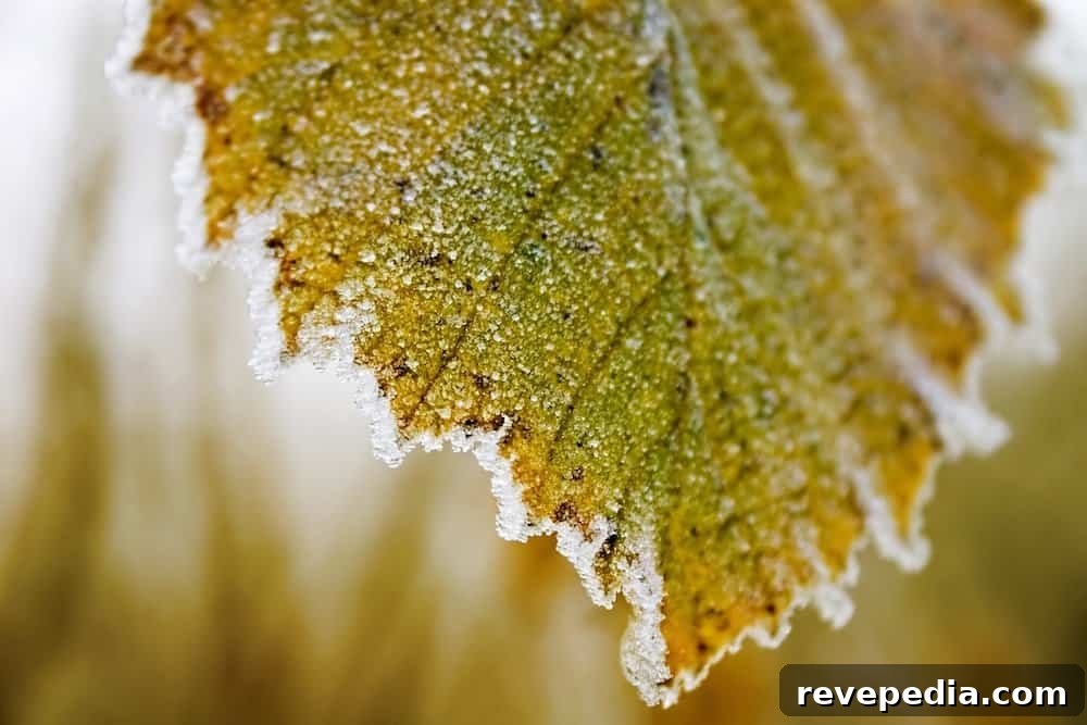 Find Frost Line Depth by ZIP Code Before Digging Footings 14 frozen leaf