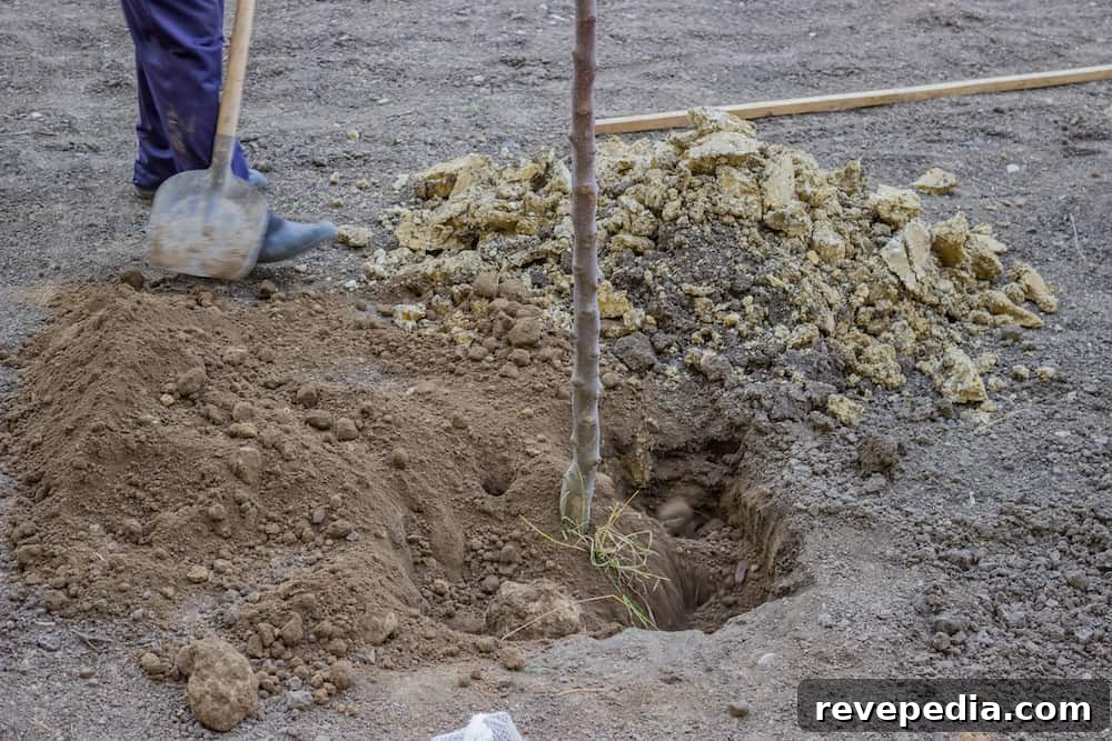 Find Frost Line Depth by ZIP Code Before Digging Footings 10 planting a tree when ground is thawed