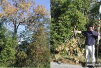 How to Diagnose and Fix Common Tree Limb Problems