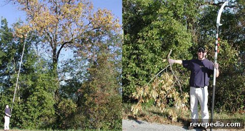 How to Diagnose and Fix Common Tree Limb Problems 2 pole-saw-tree-limbs.jpg
