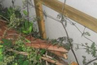 Affordable Wooden Trellis Plan to Rescue Your Climbing Vine