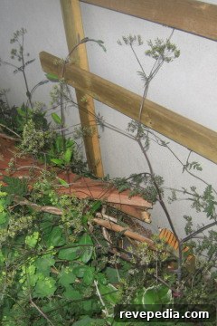 Affordable Wooden Trellis Plan to Rescue Your Climbing Vine 2 broken trellis.jpg
