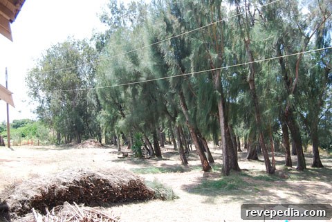 pine-trees-maui.jpg
