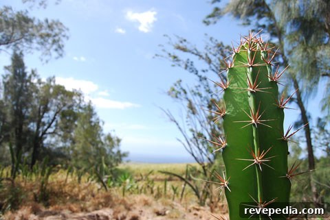 hawaii-cactus.jpg