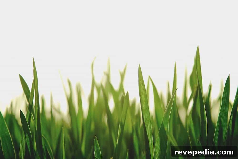 Fescue vs St. Augustine: Which Lawn Grass Suits Your Yard? 2 img 1878 1