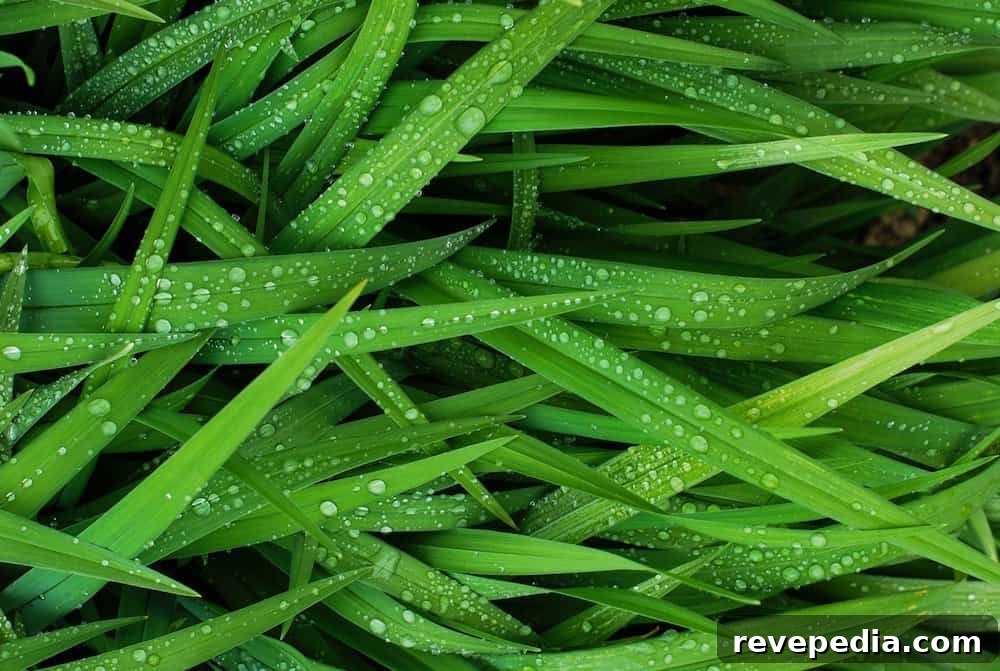 Fescue vs St. Augustine: Which Lawn Grass Suits Your Yard? 5 img 1878 4