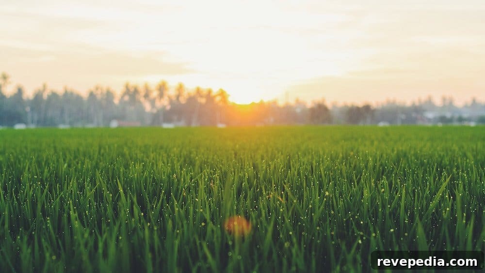 Fescue vs St. Augustine: Which Lawn Grass Suits Your Yard? 6 img 1878 5