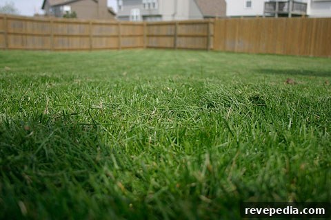 Fescue vs St. Augustine: Which Lawn Grass Suits Your Yard? 7 types-lawn-grass.jpg