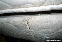 How to Exterminate Bed Bugs Yourself and Prevent Reinfestation