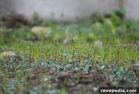 Plant Grass Seed Now for a Lush Lawn by Spring