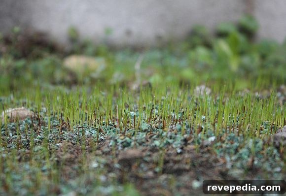 Plant Grass Seed Now for a Lush Lawn by Spring 2 NewGrass.jpg