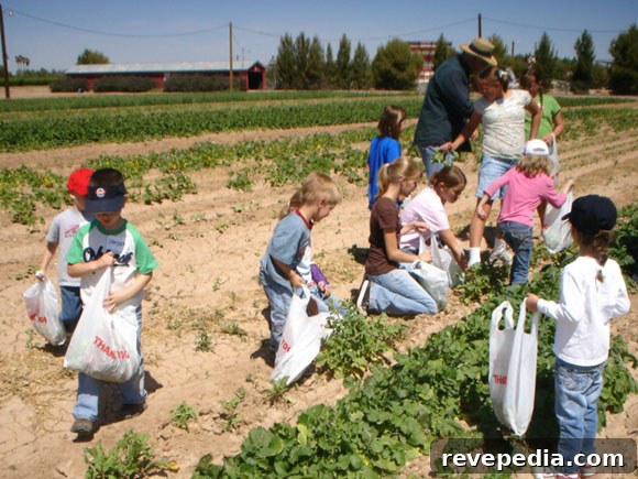 schnepf-farms-upick.jpg