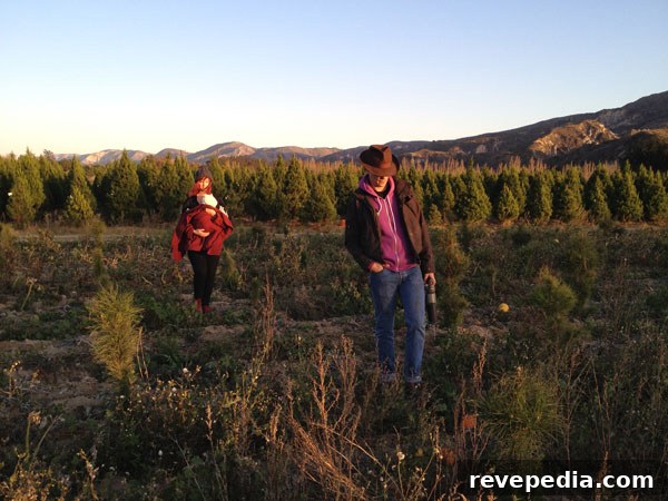 Choosing the Right Christmas Tree Farm: Tips for a Great Pick 2 christmas-tree-farm.jpg