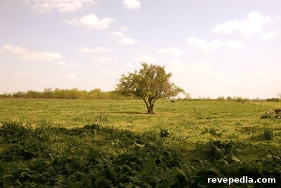 7 U.S. Counties Offering Free Land Claims Now 2 free-land.jpg