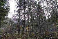 Ted Kaczynski’s Former Property for Sale: Details & Photos