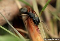 Protecting Your Home From Carpenter Ant Infestations: Effective Steps