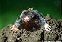 How to Eliminate Ground Moles: Effective Yard Solutions
