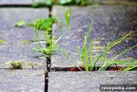 Natural Weed Killers That Work Naturally