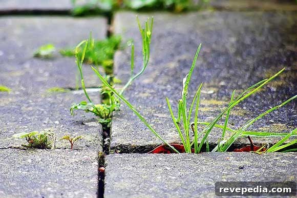 Natural Weed Killers That Work Naturally 2 weed-killers-nontoxic.jpg