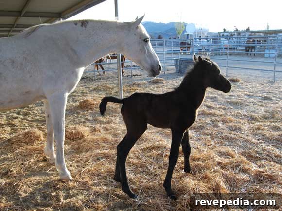 Name a Horse and Win a $100 Home Depot Gift Card 3 horse-mom-colt.jpg