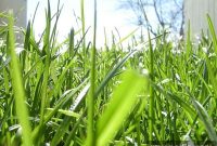 Aerate Your Lawn for Stronger, Greener Growth