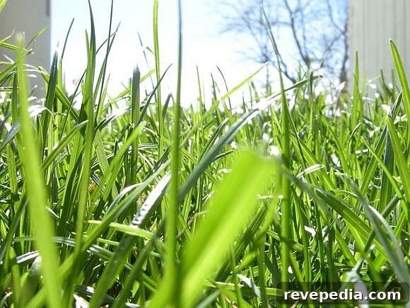 Aerate Your Lawn for Stronger, Greener Growth 2 Grass_Aeration.jpg