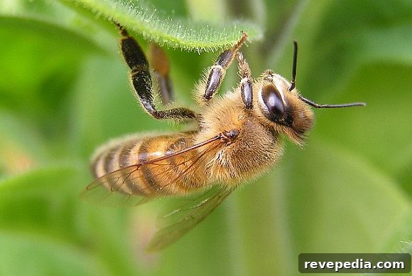 How to Safely Remove Bees from Your Chimney 2 BeeInfestation.jpg