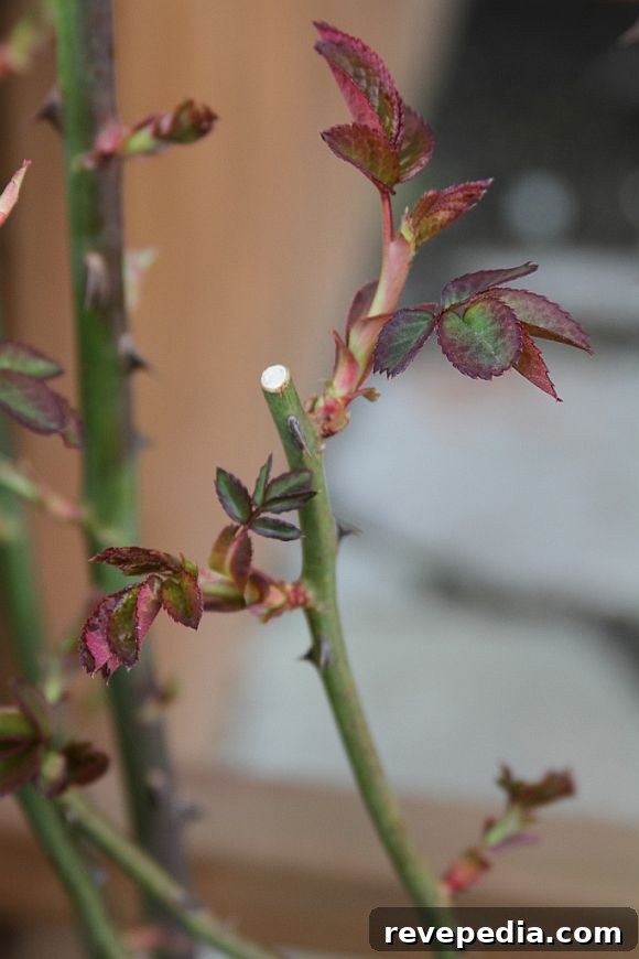 Pruning Pruning.jpg