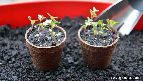 Fall Gardening Guide: Prep Your Garden for Winter Success 2 winter-gardening-sprouts