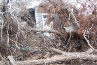 Is Your Tree at Risk? Signs of Danger and When to Act