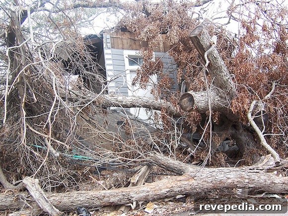 Is Your Tree at Risk? Signs of Danger and When to Act 2 TreeDamage.jpg